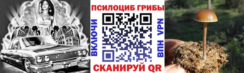 Купить  Руза  Псилоцибиновые грибы MAGIC MUSHROOMS 
